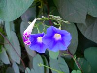 Ipomoea tricolor A fl2P-t.JPG